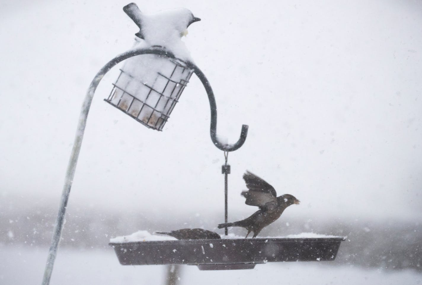 Birds looked for food in a bird feeder in St. Paul during a winter storm.