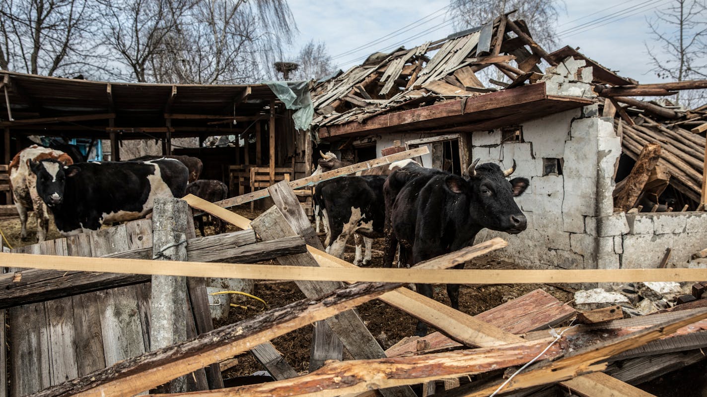 Livestock near a damaged shed at a farm on the outskirts of Brovary. MUST CREDIT: Photo for The Washington Post by Heidi Levine.