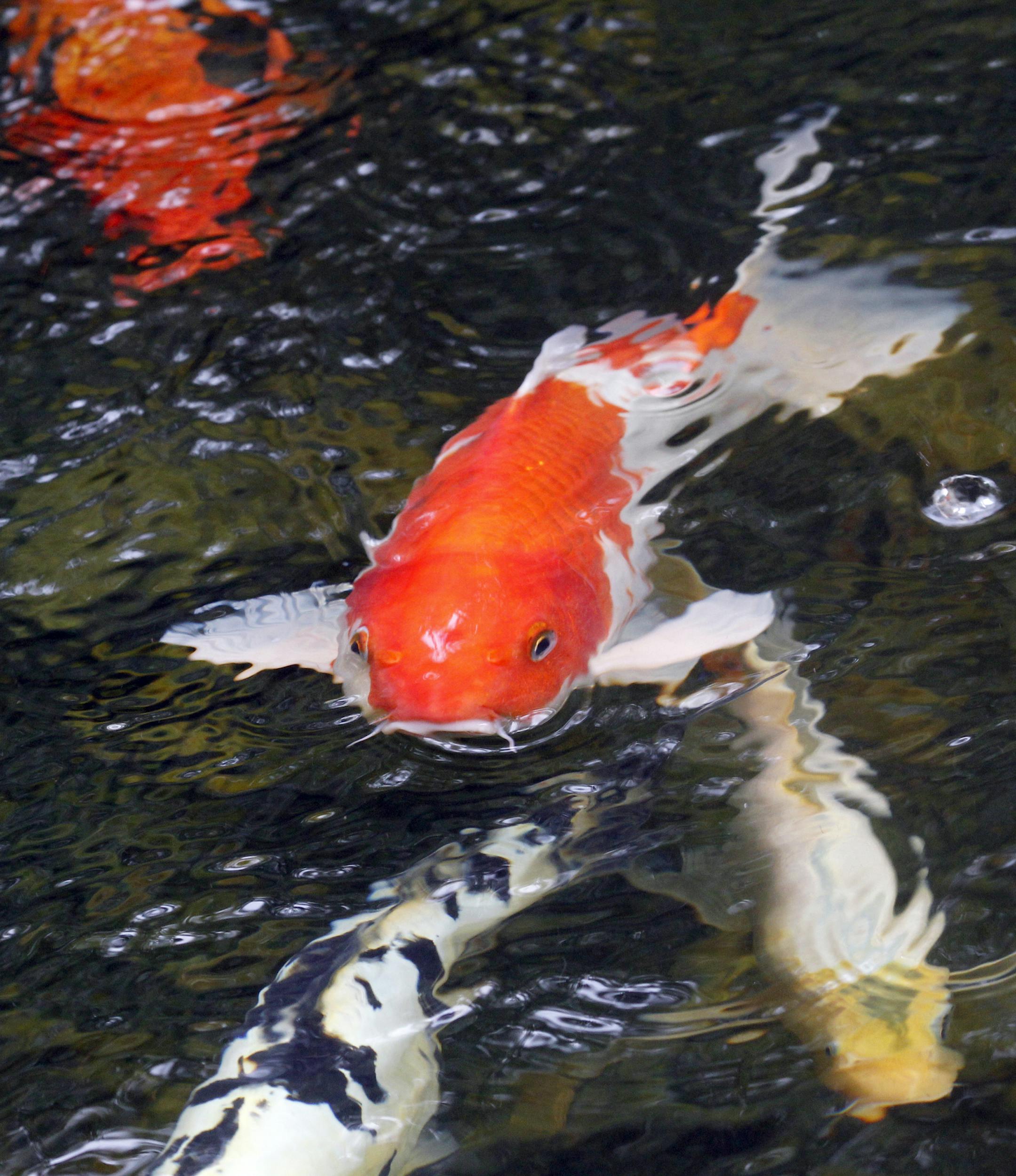Gary De Grande's, White Bear Township, backyard garden expanse is on the Minnesota Water Garden Society pond tour July 30-31. One of the many highlights is the Koi fish pond right off the back porch of the house.] TOM WALLACE ‚Ä¢ twallace@startribune.com __Assignments #20018814A_ July 14, 2011_ SLUG: pond0724_ EXTRA INFORMATION: (CQ)Mary Boss is Gary‚Äôs wife but gary does most of the gardening. (CQ)Gary De Grande by Mary. ORG XMIT: MIN2013062411412243