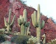 Saguaro cactus, seen at Tonto National Monument in Arizona, can live 150 years.