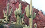 Saguaro cactus, seen at Tonto National Monument in Arizona, can live 150 years.