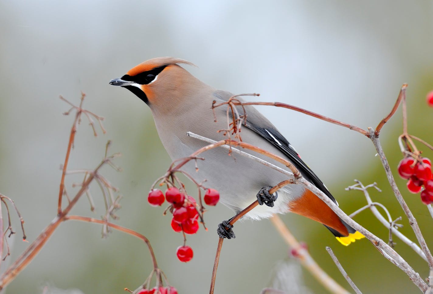 00110-009.04 Bohemian Waxwing (DIGITAL) pauses while feeding on high bush cranberries. Color, red, habitat. H5L1