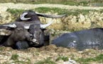 Wild water buffalo graze in a field in the rural Kam Tin area of Hong Kong in this Jan. 17, 2002 photo. As many of Hong Kong's surrounding farms have 