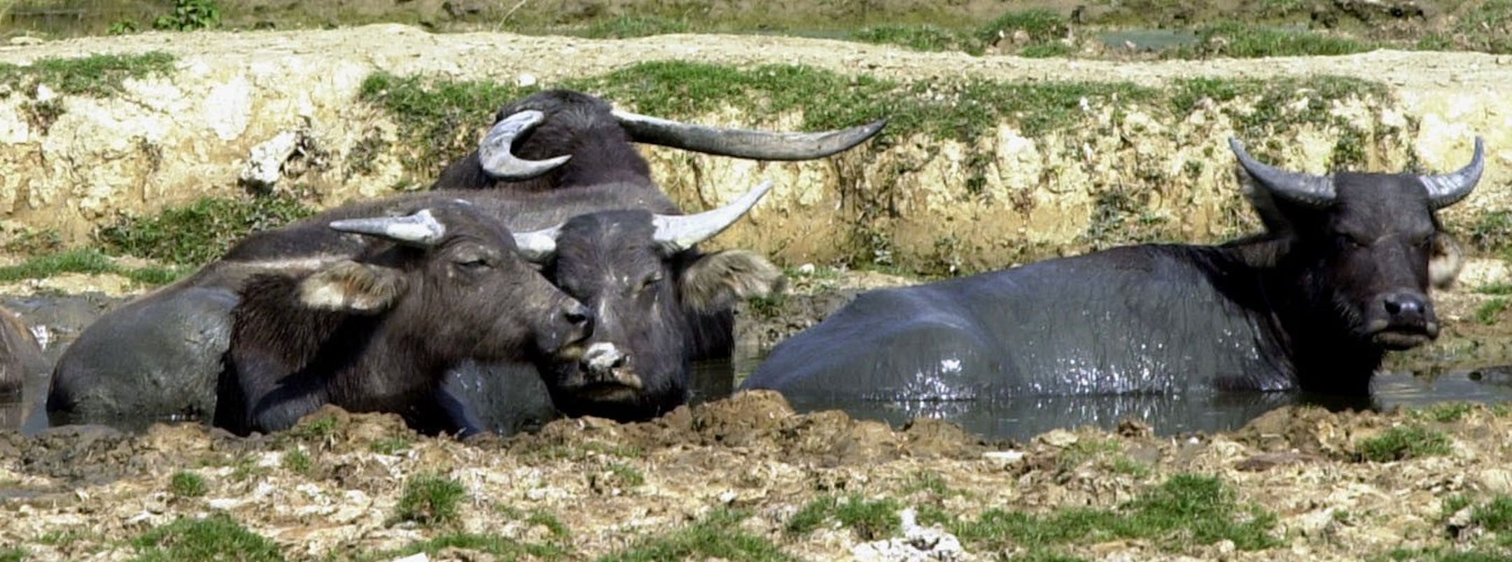 Wild water buffalo graze in a field in the rural Kam Tin area of Hong Kong in this Jan. 17, 2002 photo. As many of Hong Kong's surrounding farms have gone idle, leaving their livestock to scavenge off the land on their own, herds of stray cows and water buffalo have increasingly intruded the city, looking for food. (AP Photo/Vincent Yu) ORG XMIT: NY190