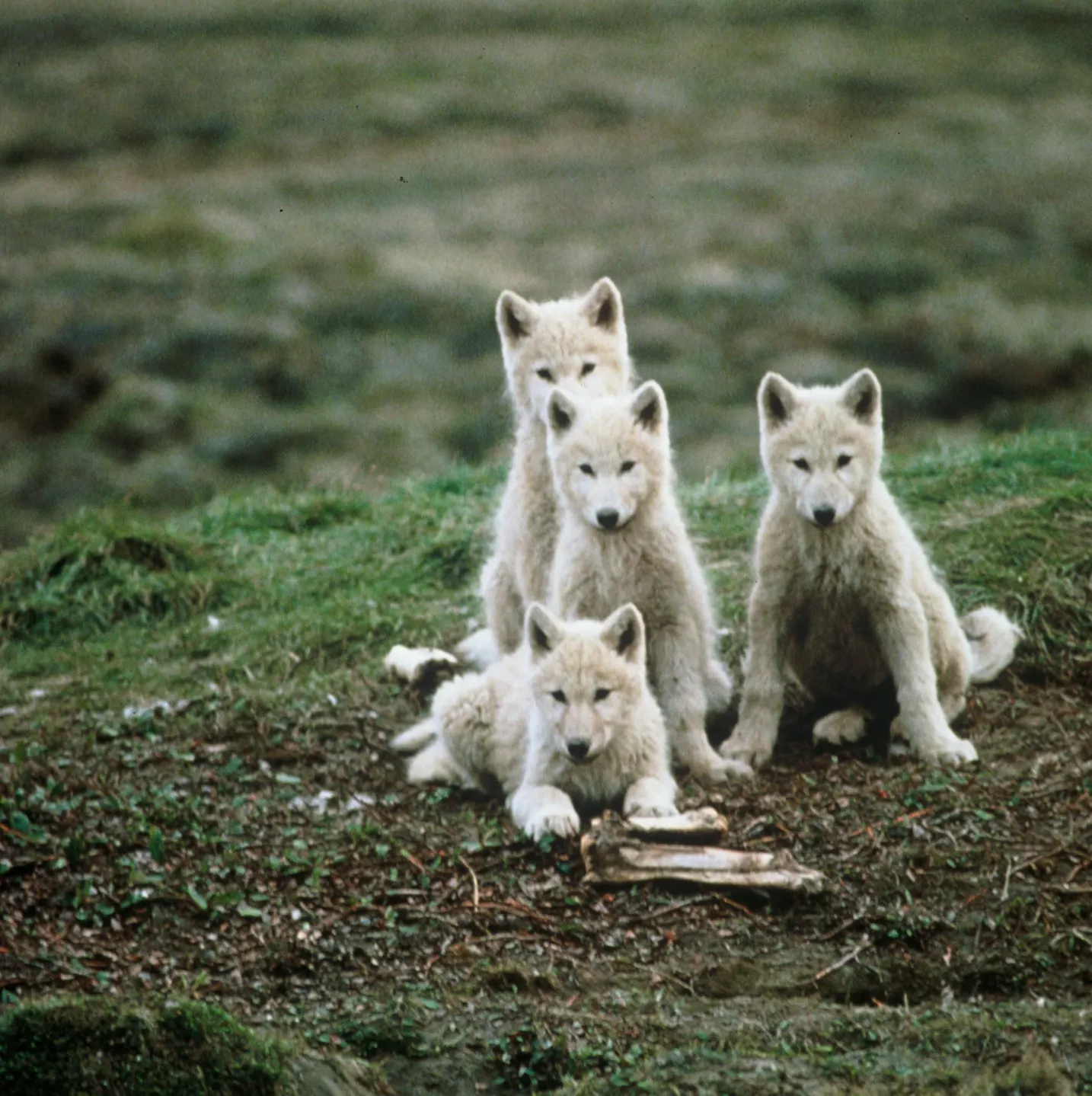 Anderson: In the Arctic, famed researcher tagged along with wolves when ...