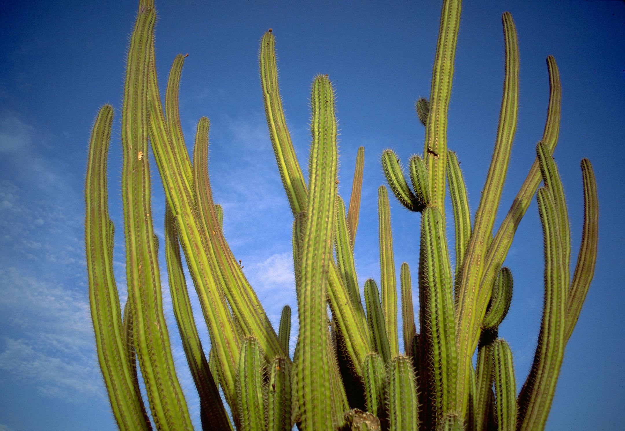 9aruba,cactus: Cactus on Aruba. Photo credit: Aruba Tourism Authority