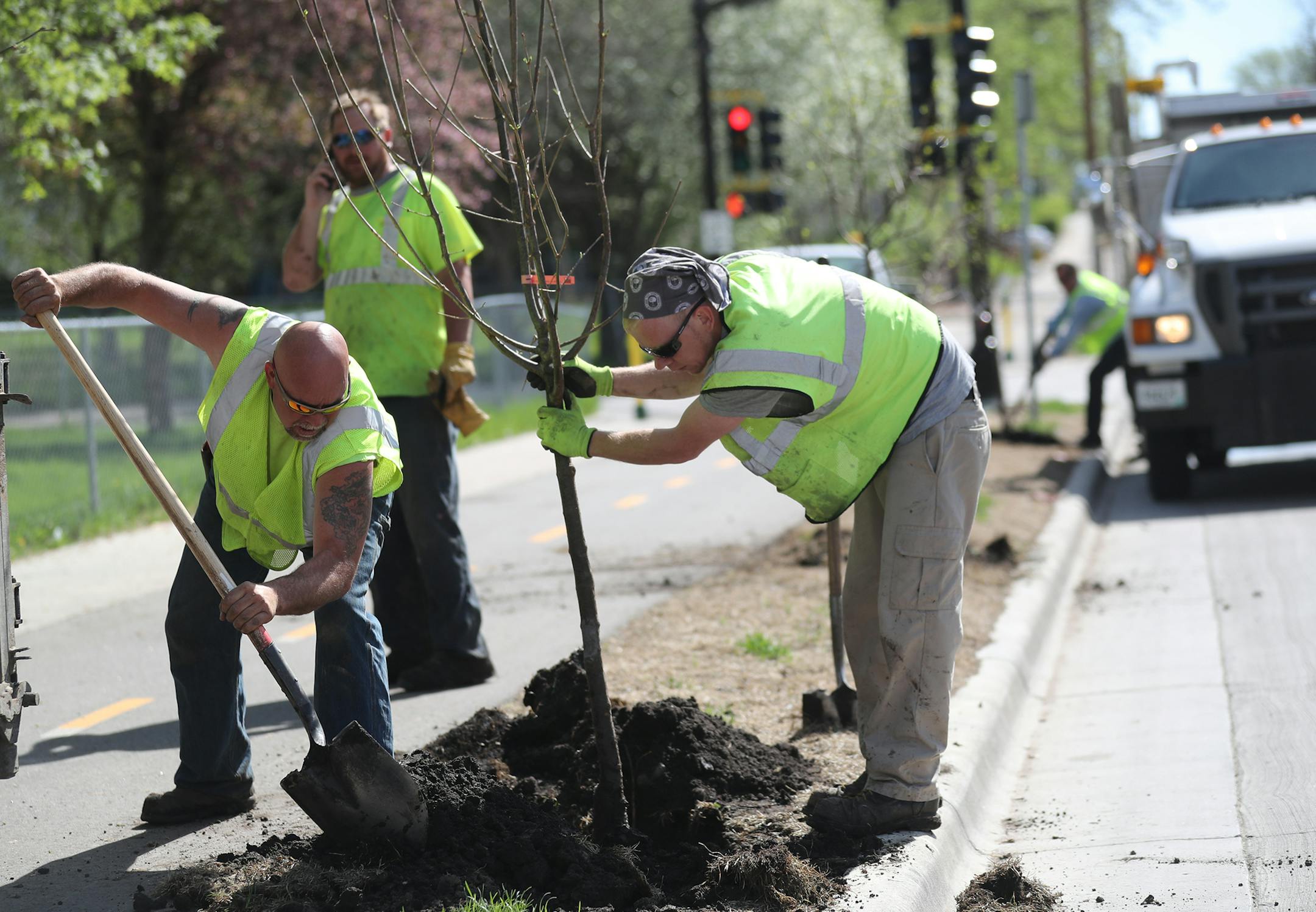 Folks from the Minneapolis Park Board forestry department are scrambling to plant 8,000 new trees. Here, Minneapolis Park Board employees Shawn Abrams, left, and Jeff Fredrickson, right, plant a Japanese lilac tree along 26th Avenue near Emerson Ave. N. Thursday, May 10, 2018, in North Minneapolis, MN.] DAVID JOLES ï david.joles@startribune.com It's crunch time. The Minneapolis Park Board's forestry department is scrambling to plant 8,000 new trees across the city after the late winter snow