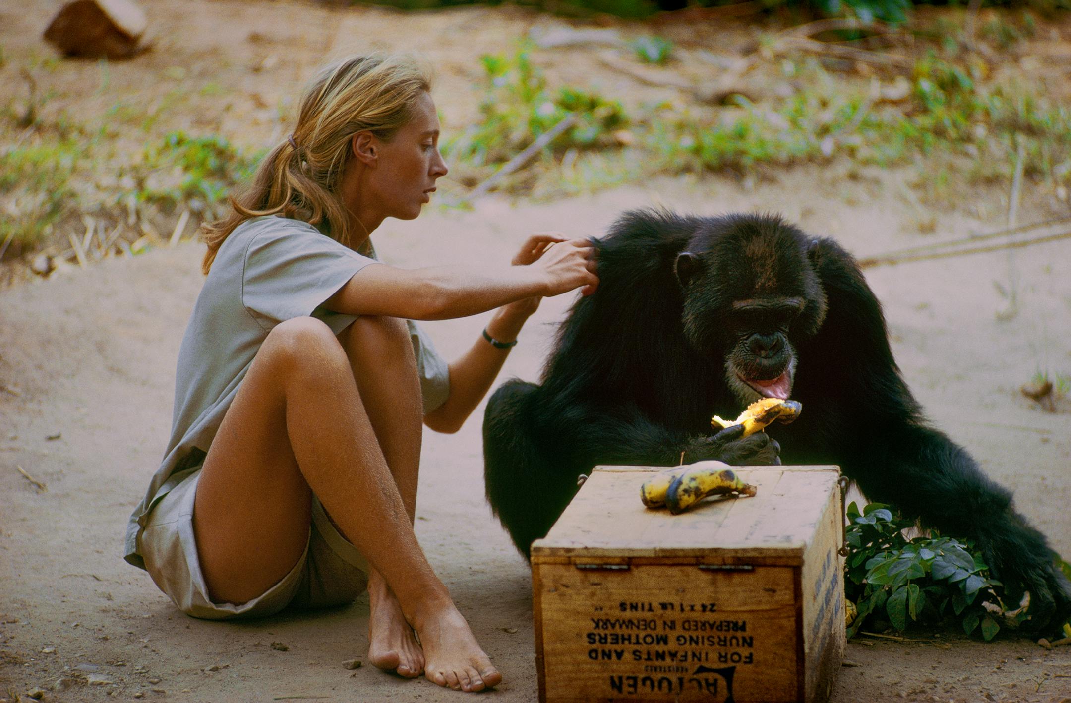 Gombe, Tanzania - David Greybeard was the first chimp to lose his fear of Jane, eventually coming to her camp to steal bananas and allowing Jane to touch and groom him. As the film JANE depicts, Jane and the other Gombe researchers later discontinued feeding and touching the wild chimps. The feature documentary JANE will be released in select theaters October 2017. (National Geographic Creative/ Hugo van Lawick)