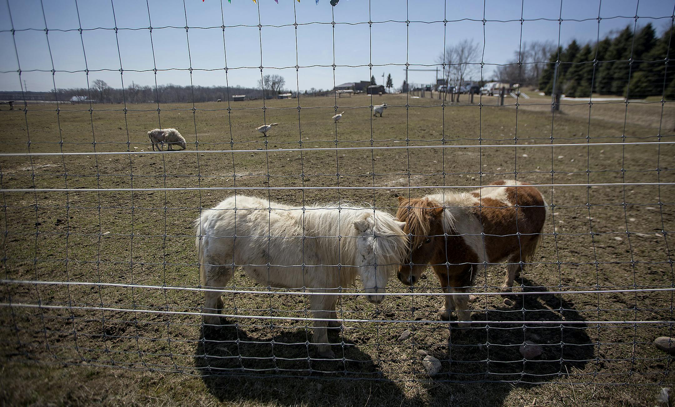 A pair of shaggy miniature horses spent the day with some sheep and geese.