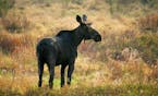 BRIAN PETERSON &#xef; brianp@startribune.com Gunflint Trail, MN ]This bull moose, sprouting the bumps of new antler growth on it's head, grazed in a s