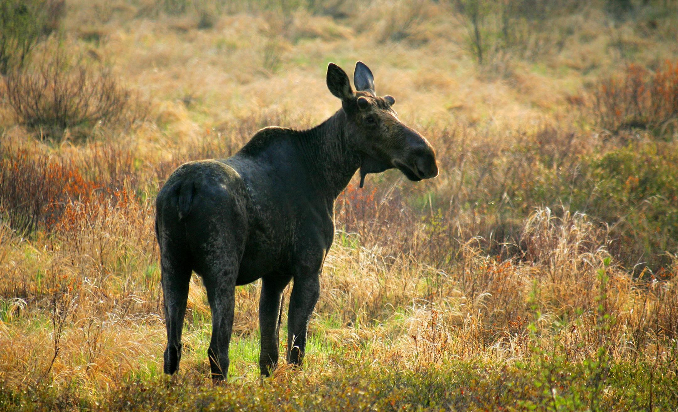 BRIAN PETERSON ï brianp@startribune.com Gunflint Trail, MN ]This bull moose, sprouting the bumps of new antler growth on it's head, grazed in a swamp off the Gunflint Trail in northeastern Minnesota. Minnesota's moose are in truble, mysterious deaths could be the result of global warming. ORG XMIT: MIN2013012019314815 ORG XMIT: MIN1309271658444370 ORG XMIT: MIN1401171502323359