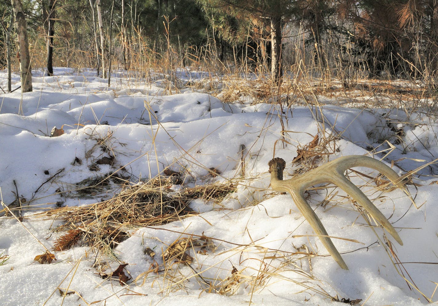 Look for shed antlers in the sheltered areas where deers bed, such as the south-facing edge of evergreen trees.