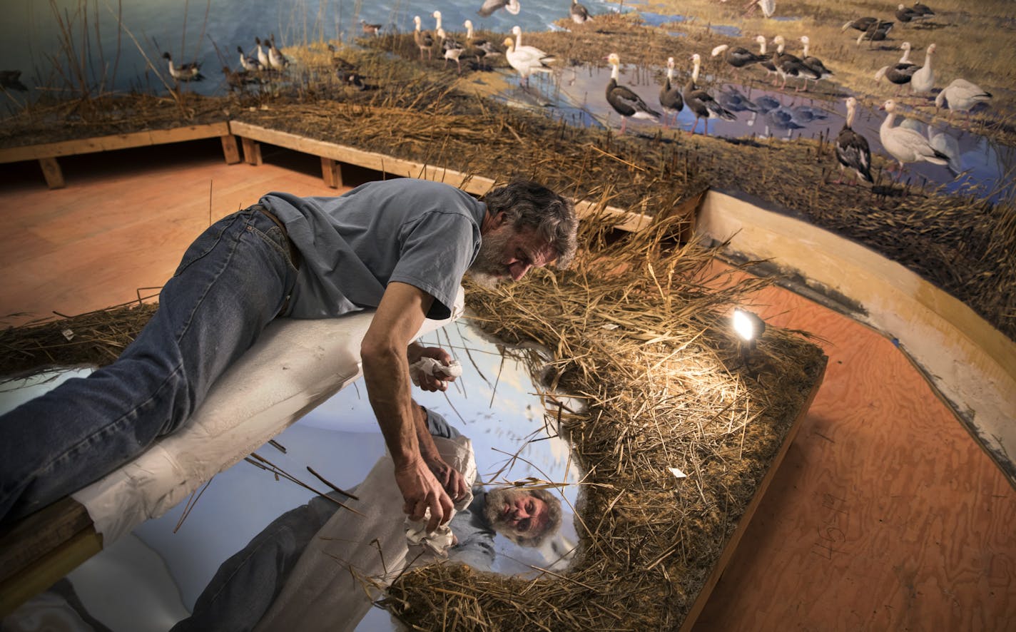 Workers are putting the finishing touches on three dioramas -- Lake Pepin, Sandhill cranes and snow geese -- as the Bell Museum continues getting ready for the grand re-opening this summer. Here, Terry Brown, of Museum Professionals Inc., polishes the chromed copper surface of a pond in the Snow Geese diorama Monday morning. ]
BRIAN PETERSON &#x2022; brian.peterson@startribune.com
St. Paul, MN 01/02/2018