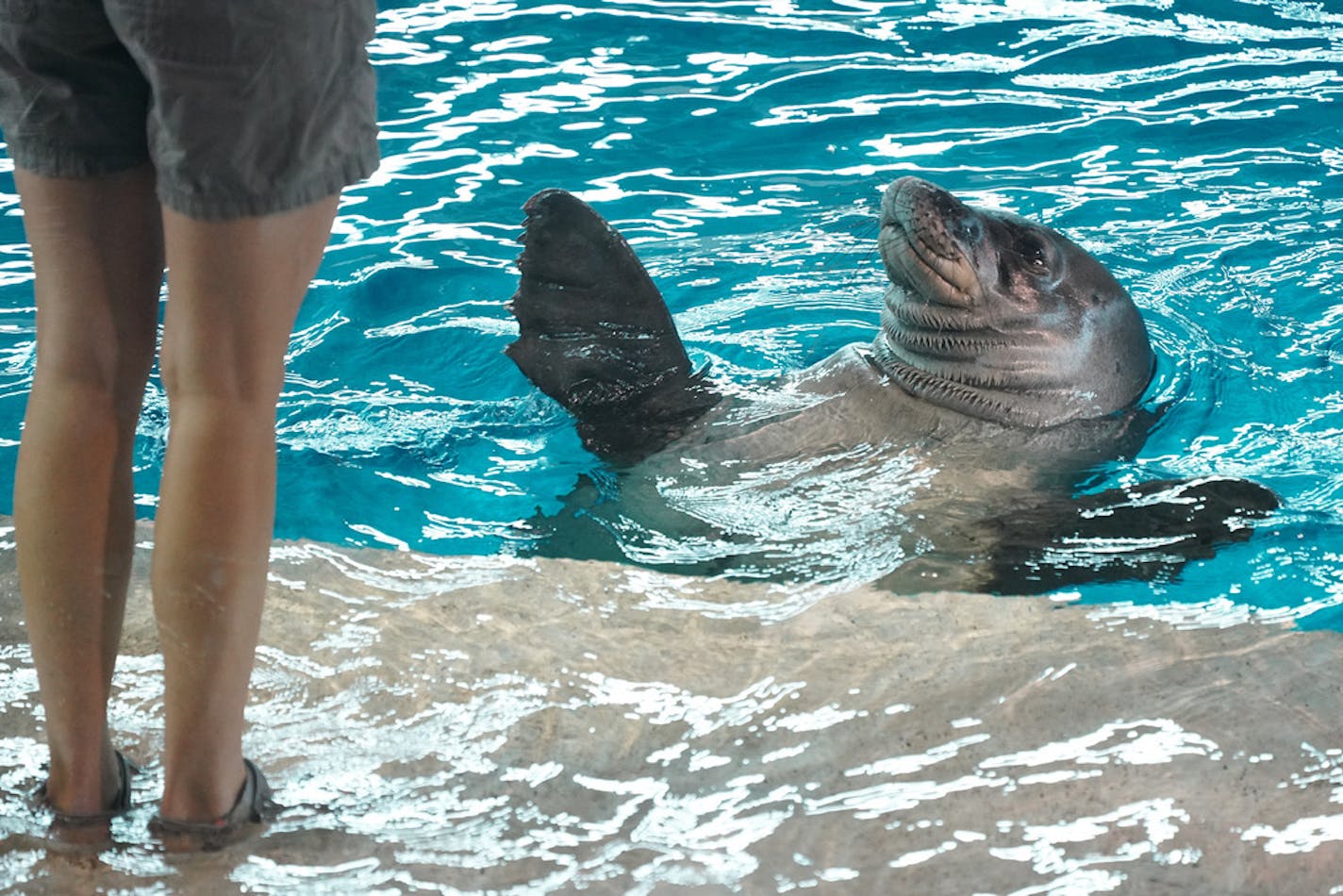 Interpretive naturalist Mary Pederson worked with Ola, a 24-year-old Hawaiian monk seal, at the Minnesota Zoo in January. The state has used the money from a state fund for a range of needs, including $6 million for the zoo.