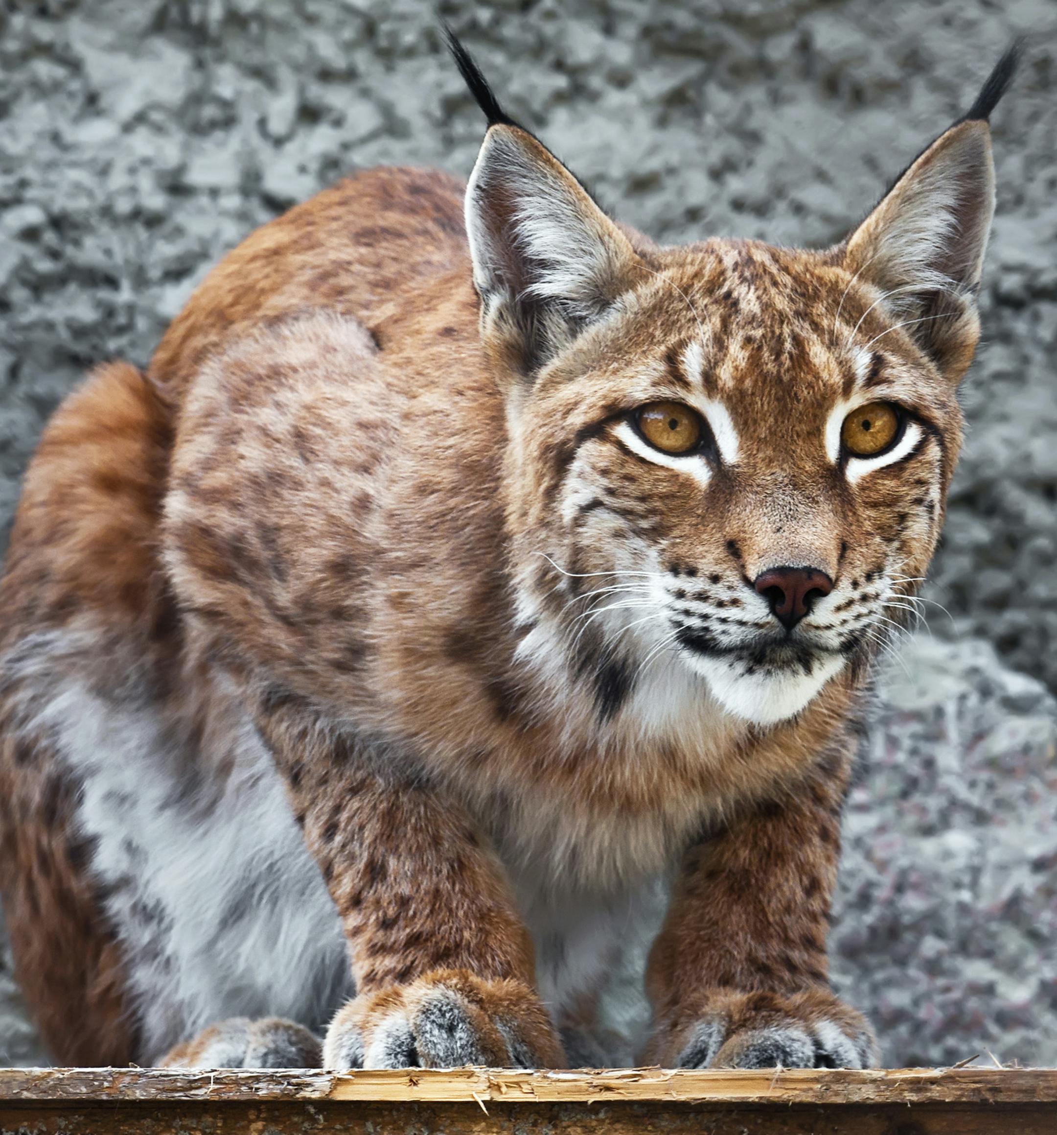 Beautiful photo of graceful big cat Lynx