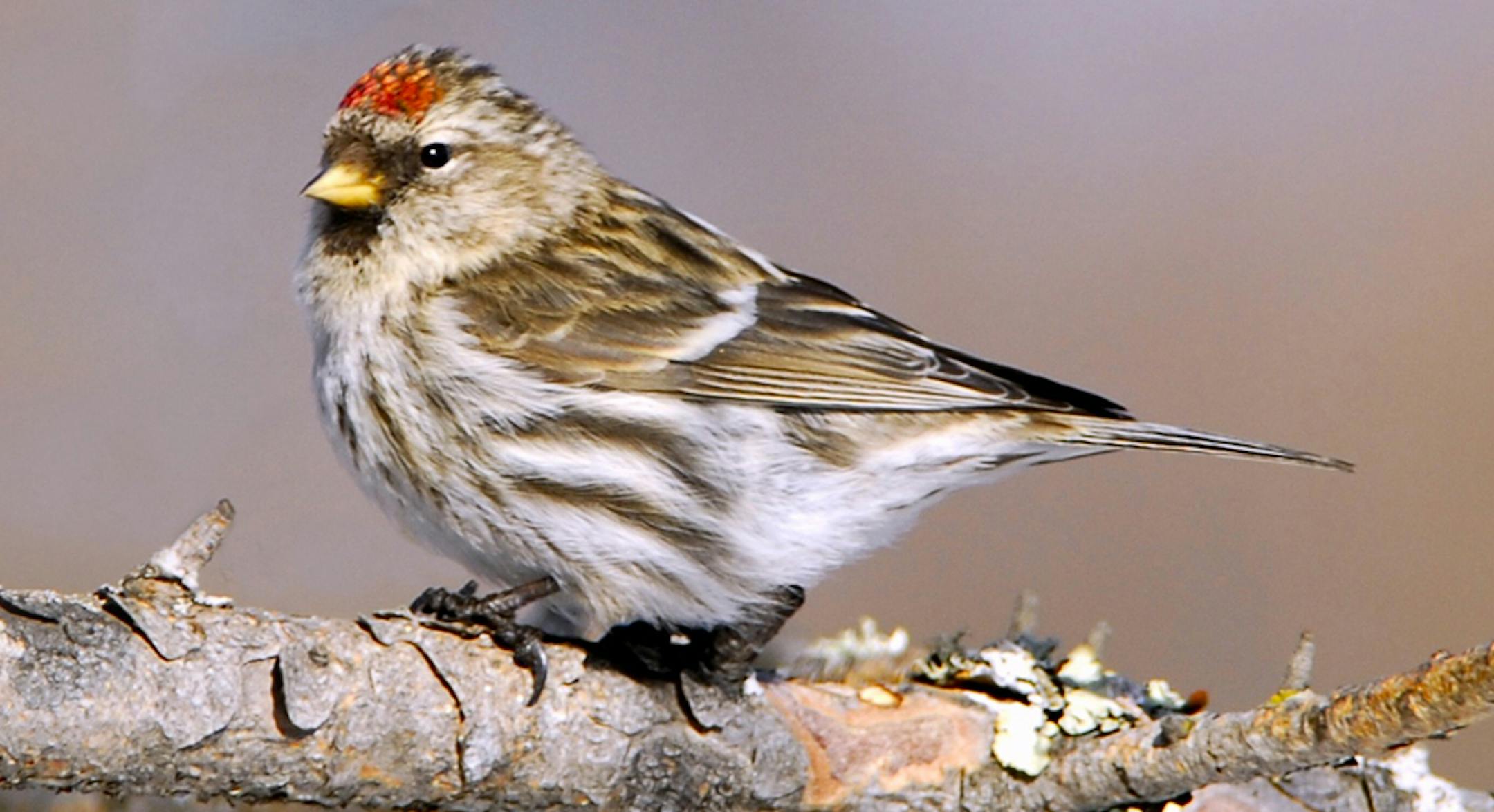 common redpoll
credit: Jim Williams, special to the Star Tribune