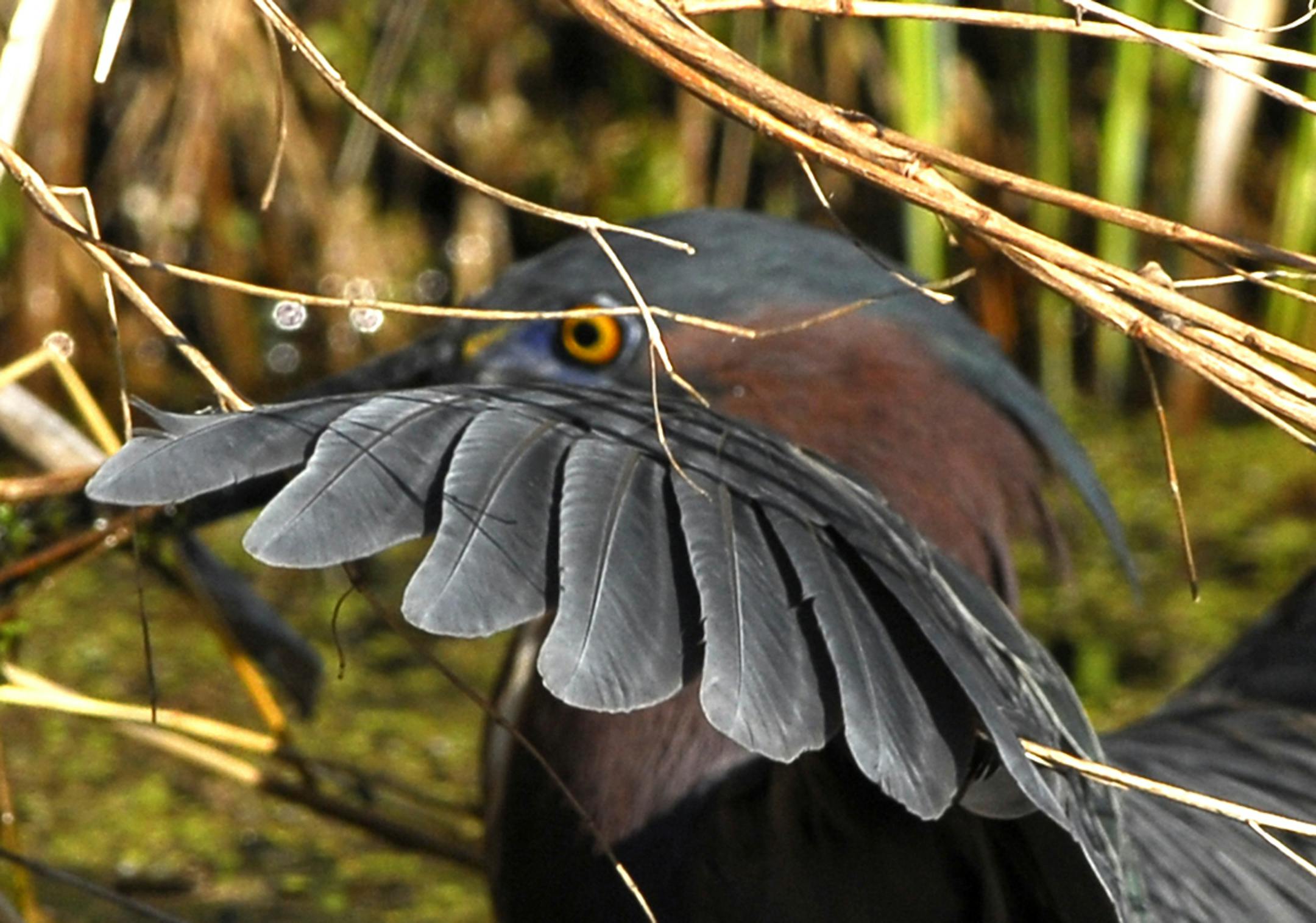 The curve in the wing of a Green Heron. That shape is important in creating the lift birds need to fly. credit: Jim Williams