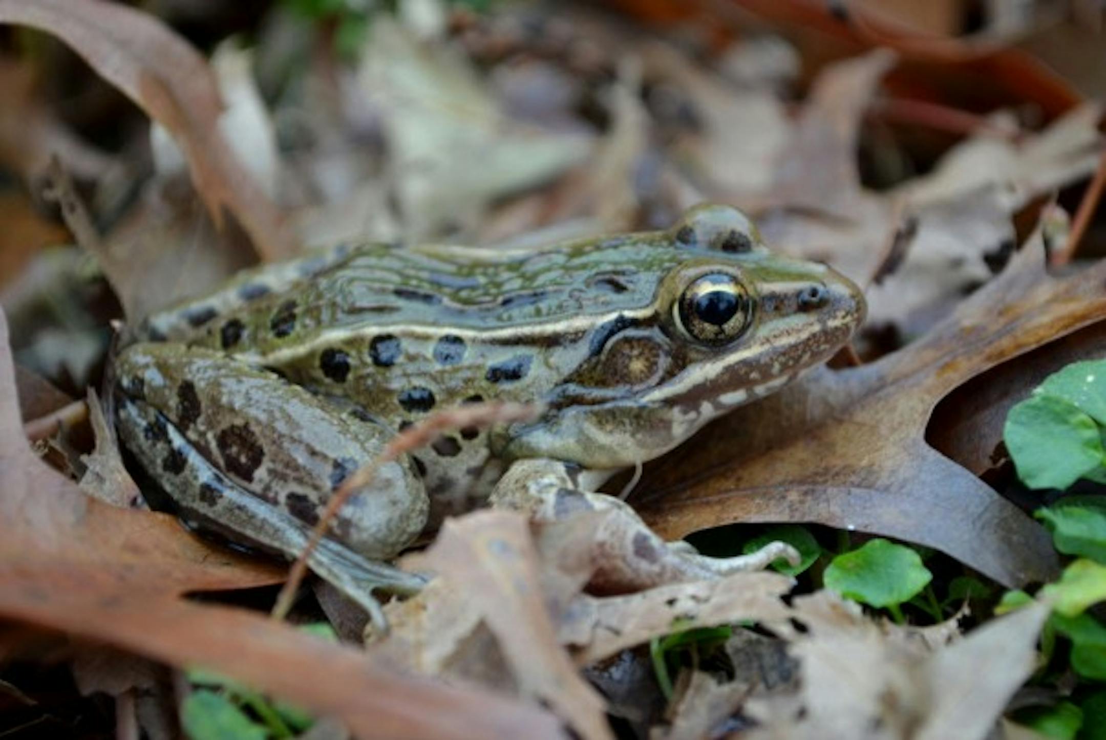 Leopard frog