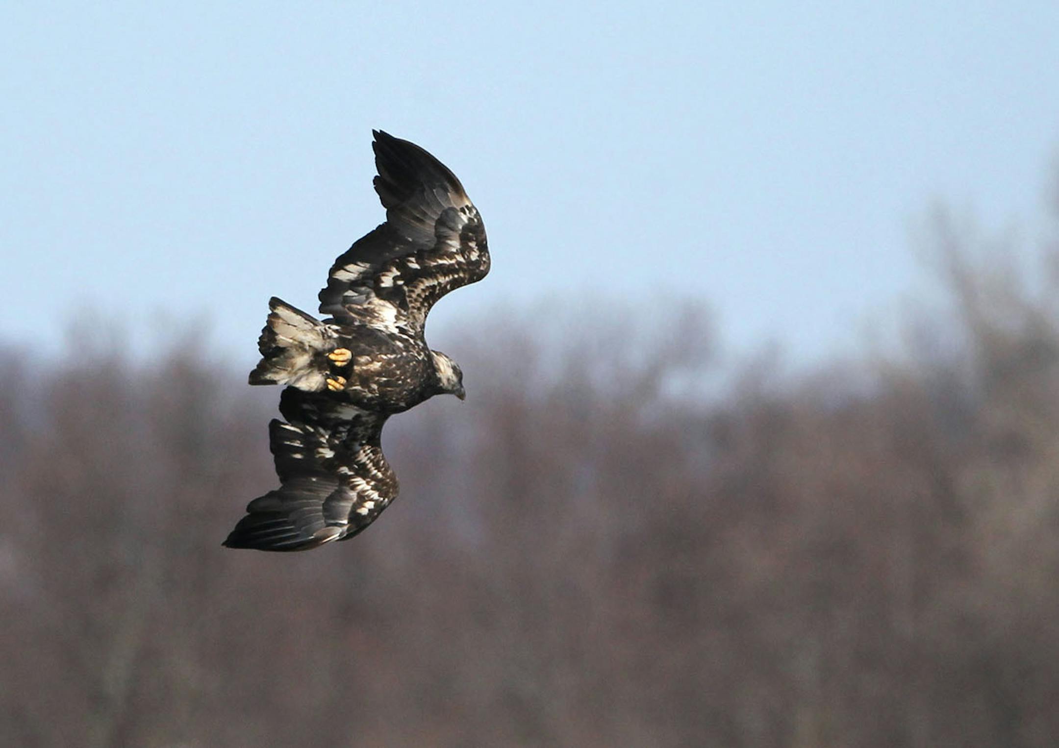 An immature bald eagle begins a dive for a fish Wednesday, Jan. 7, 2015, on the Mississippi River in Red Wing, MN.](DAVID JOLES/STARTRIBUNE)djoles@startribune.com Bald eagles on Mississippi River