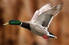 A mallard duck takes flight.