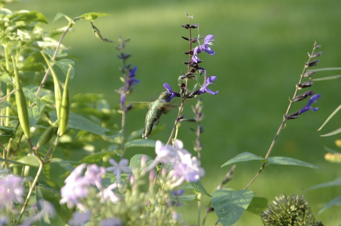 Hummingbirds are attracted to salvia.