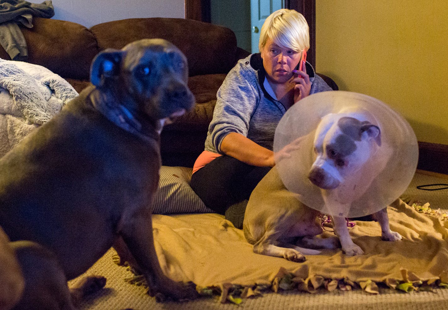 Jennifer LeMay sits at home for the first time with her dogs, Ciroc, (right) and Rocco since they got back from the vet. ] COURTNEY PEDROZA &#x2022; courtney.pedroza@startribune.com Sunday, July 9, 2017; Jennifer LeMay's two dogs were shot and wounded by a Minneapolis cop; minneapolis home