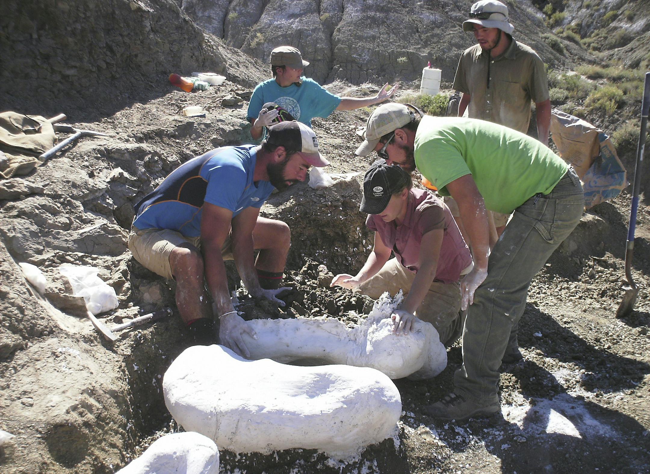 In an undated handout photo, a Denver Museum of Nature & Science team encases pieces of a horned dinosaur in plaster jackets at a new site on the Kaiparowits Plateau in 2014. The craggy Kaiparowits Plateau, part of the Grand Staircase-Escalante National Monument, was once a steamy forest and a stomping ground for odd beasts. (Denver Museum of Nature & Science via The New York Times) -- NO SALES; FOR EDITORIAL USE ONLY WITH STORY SLUGGED SCI DINOSAUR DISCOVERIES BY JENNIFER PINKOWSKI. ALL OTHER U
