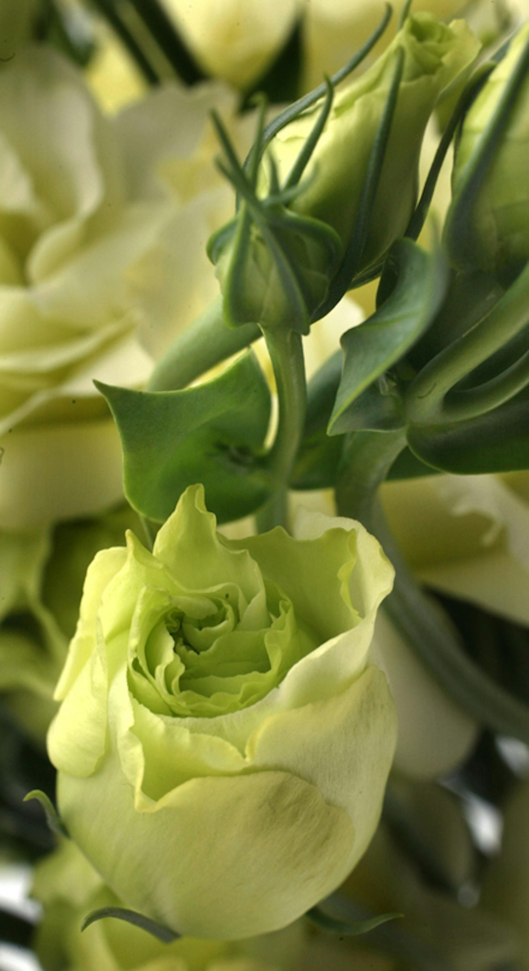 Joel Koyama/Star Tribune STUDIO shoot of green flowers for DEB17 column for St. Patrick's day on flowers that wear green!