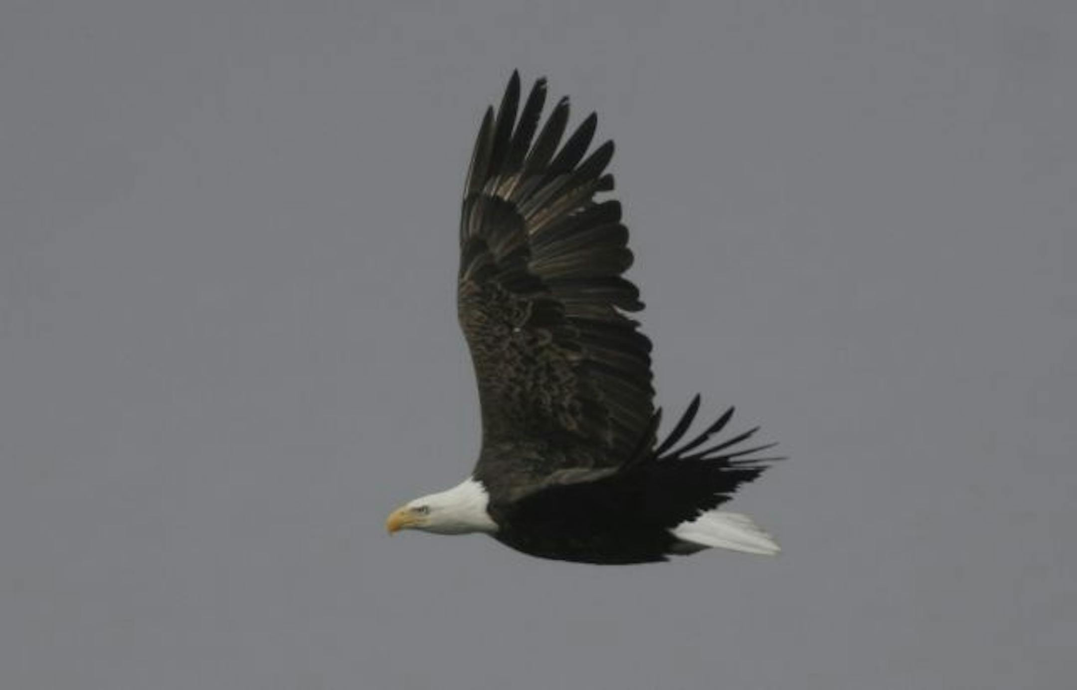 Doug Smith/Star Tribune; March 21, 2011, near Wabasha, Mn. This bald eagle soared over the Mississippi River near Wabasha on Monday, one of scores sighted along the river during the spring migration.