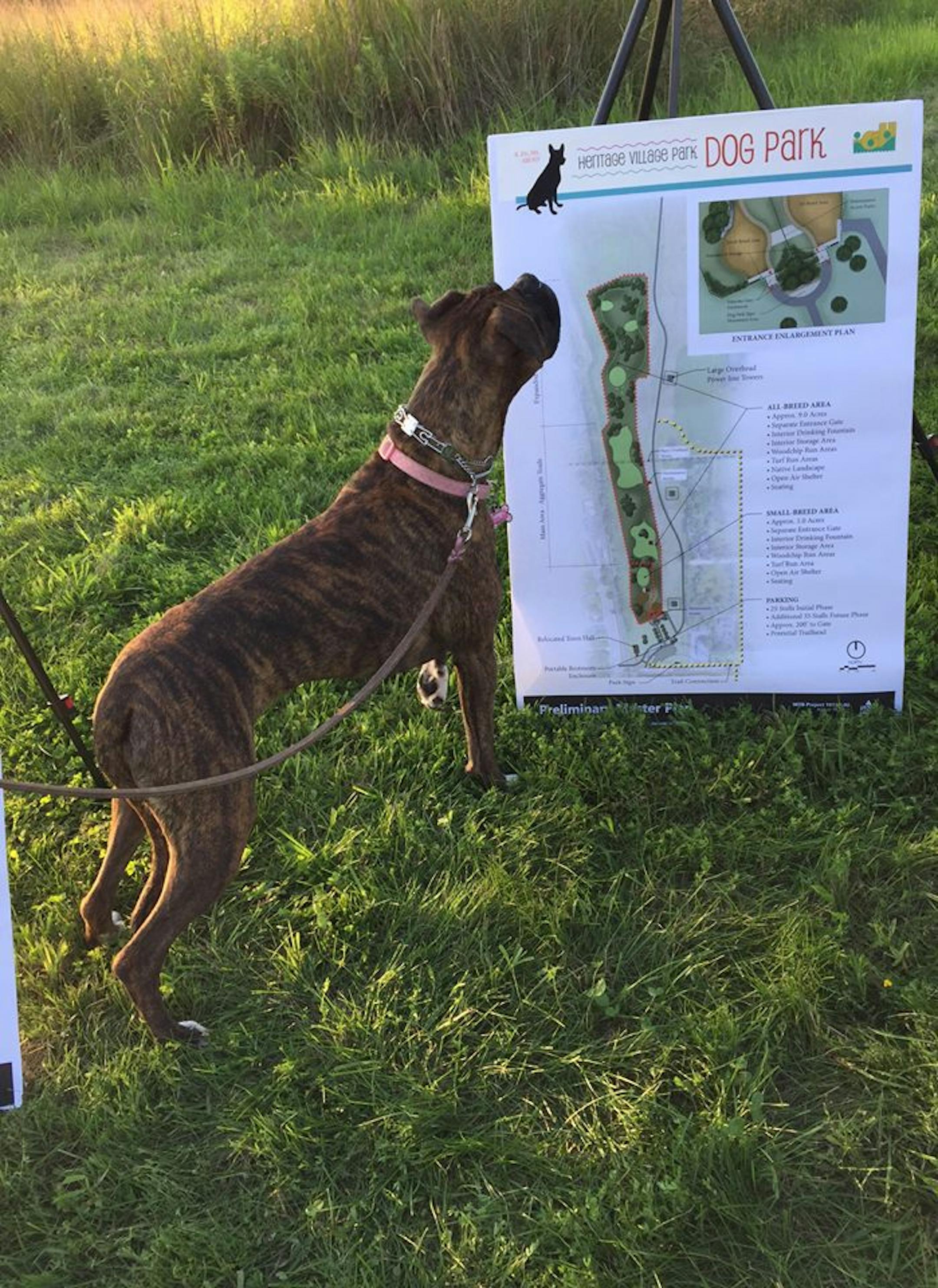 A dog checks out sketches of Inver Grove Heights' new dog park at an open house in August 2017. ORG XMIT: VkGd8yowYelB-Lo2AoQ_