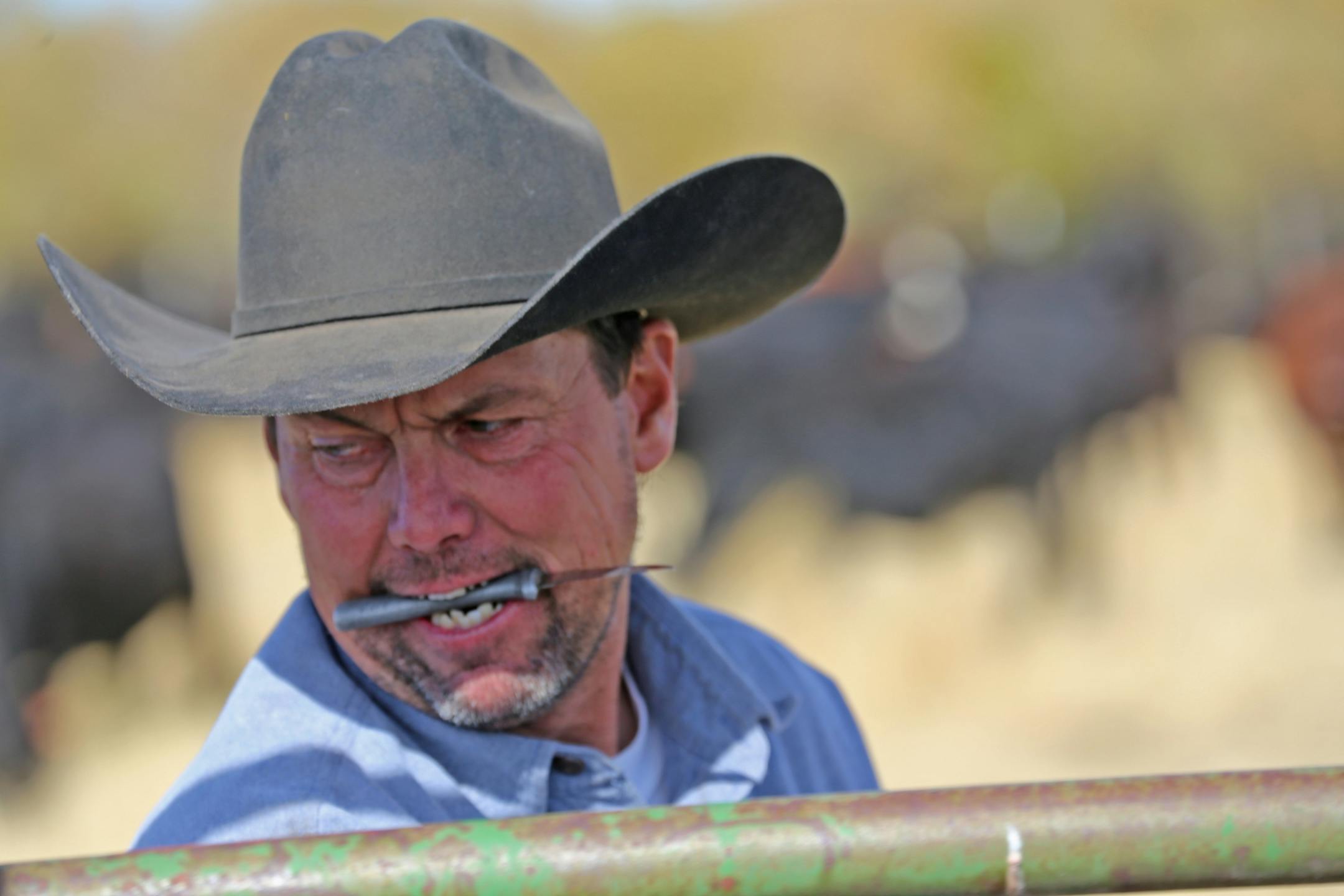 Montana rancher Clay Peterson preparess to handle a calf that has been run into a chute, after the animal and its mother, along with hundreds of other cattle, were rounded up from their mountainous summer range and driven by cowboys to a valley below.