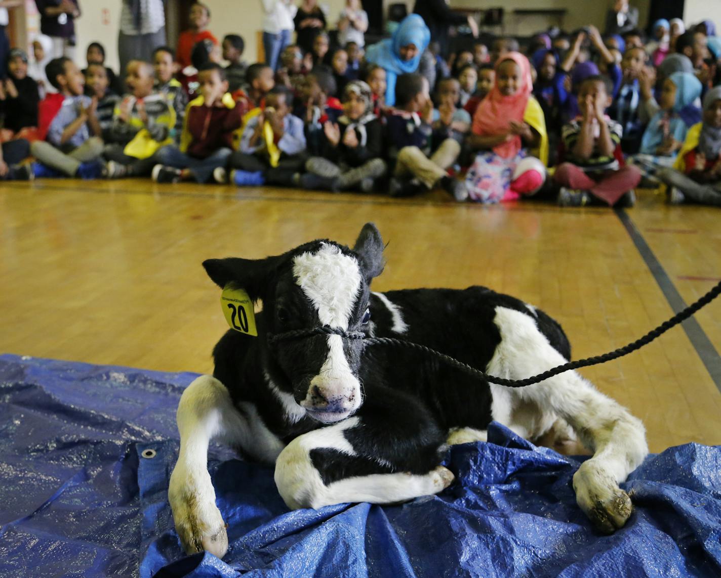 Rex the two-week old calf took a rest inside the gymnasium at STEP Academy in St. Paul.