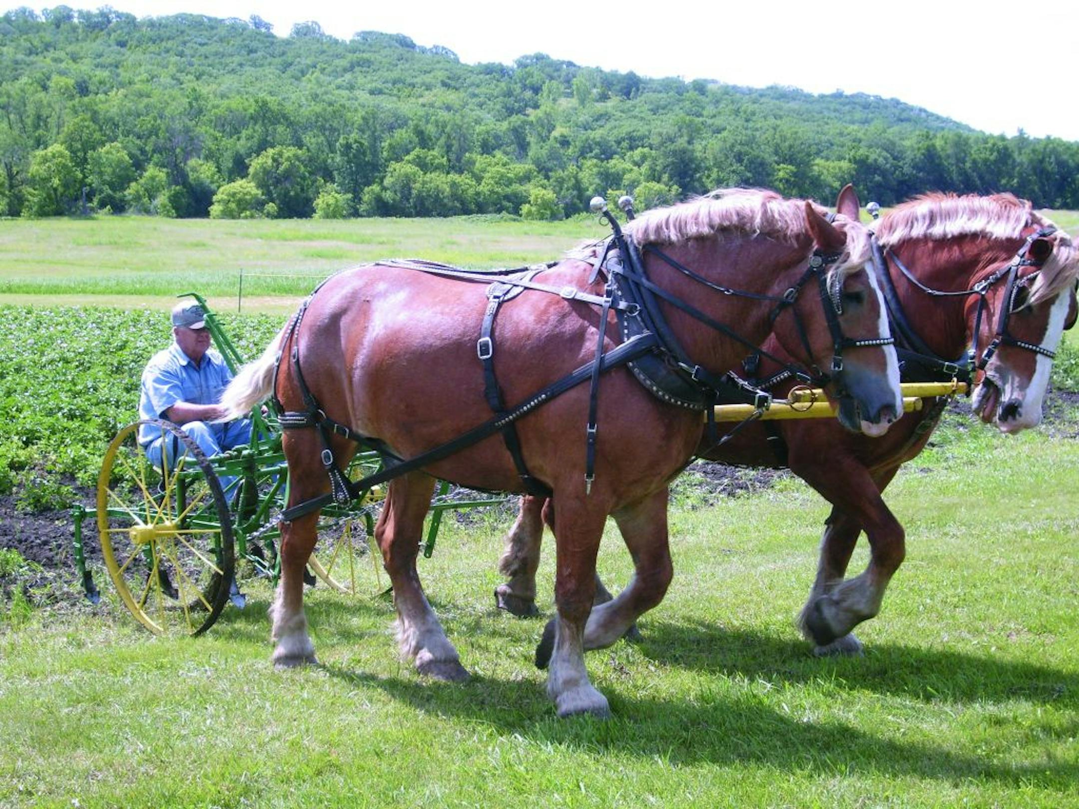 Visitors to Sodbuster Days at Fort Ransom State Park in North Dakota might get a chance to pick potatoes after a plow rides through.
