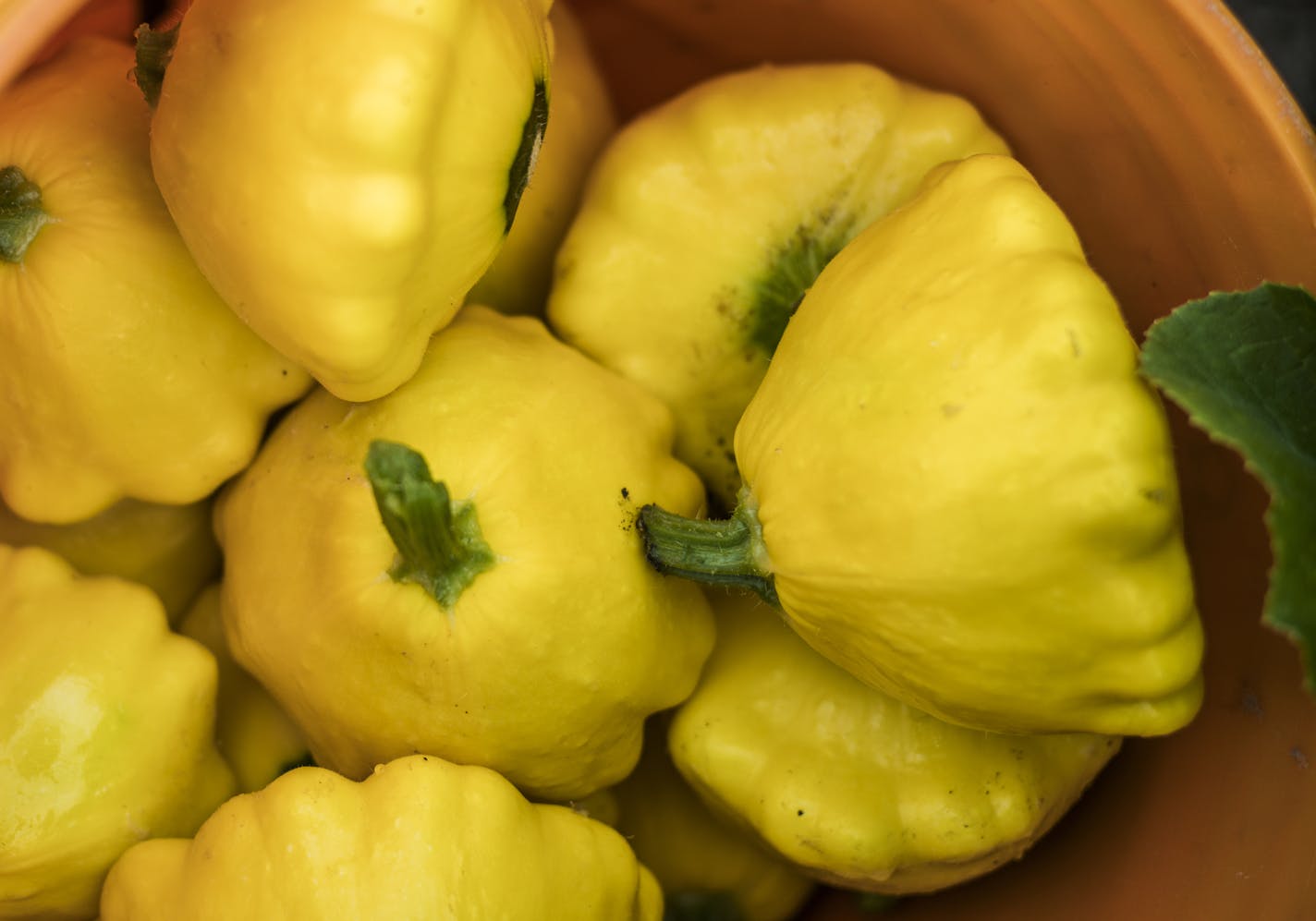 Pattypan squash, which is tender and can be eaten raw in a salad is collected from the garden.