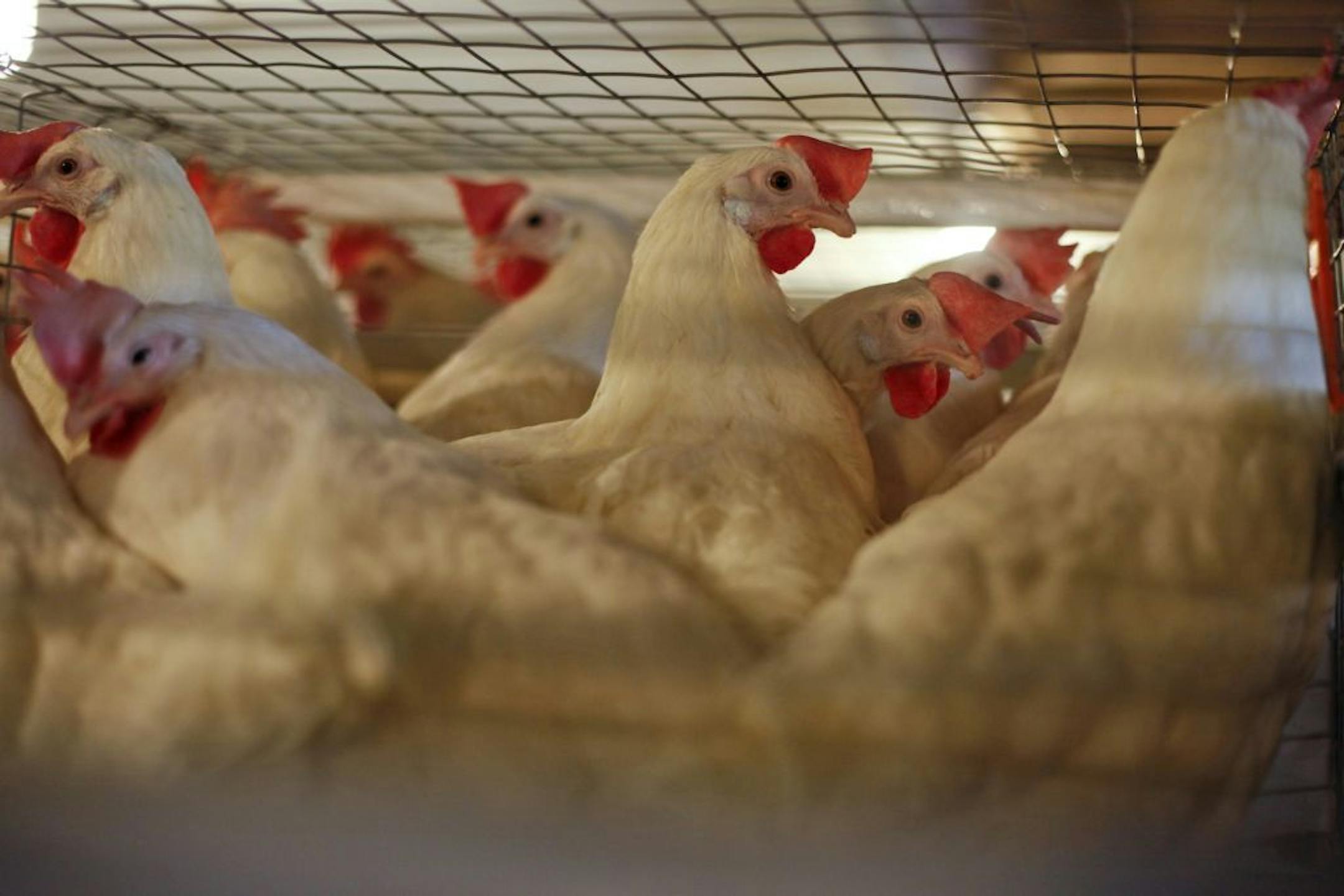 The Baers in Lake Park, Minn., have 1.4 million hens. Larger operations have up to 28 million.