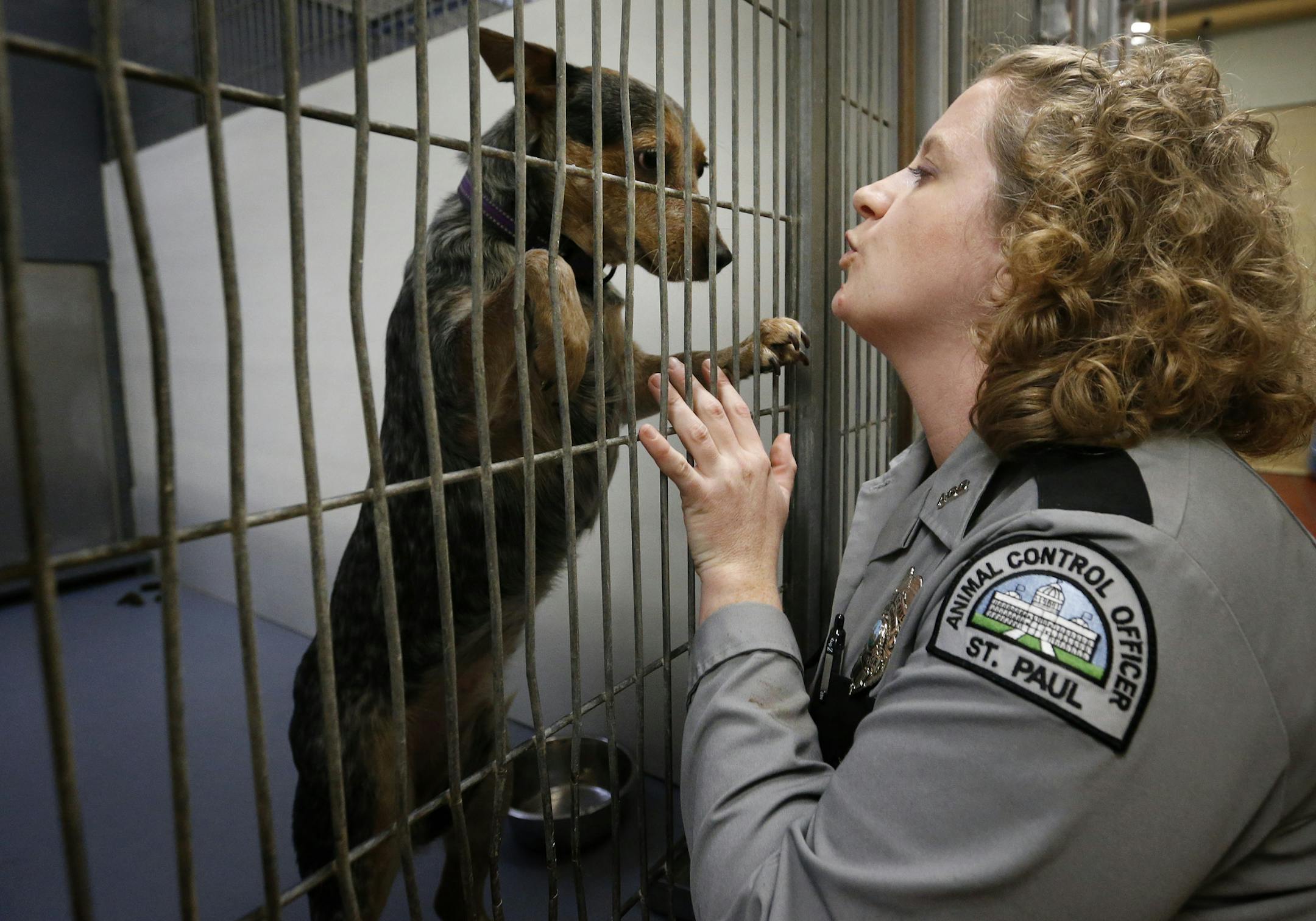 Molly Lunaris Animal Control Supervisor for St. Paul played with a dog at the Animal Control Center on Monday afternoon. ] CARLOS GONZALEZ cgonzalez@startribune.com - November 10, 2014, St. Paul, Minn., St. Paul is considering an animal rights ordinance to discourage the euthanizing of dogs and cats stranded in shelters, making it apparently the first Minnesota city to look at a national proposal that has been enacted elsewhere. What makes it interesting is that a number of animal rights groups,