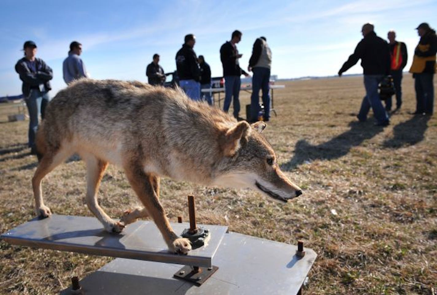 Airport workers also use this stuffed coyote that swivels in the wind to keep birds from flying near the airport.