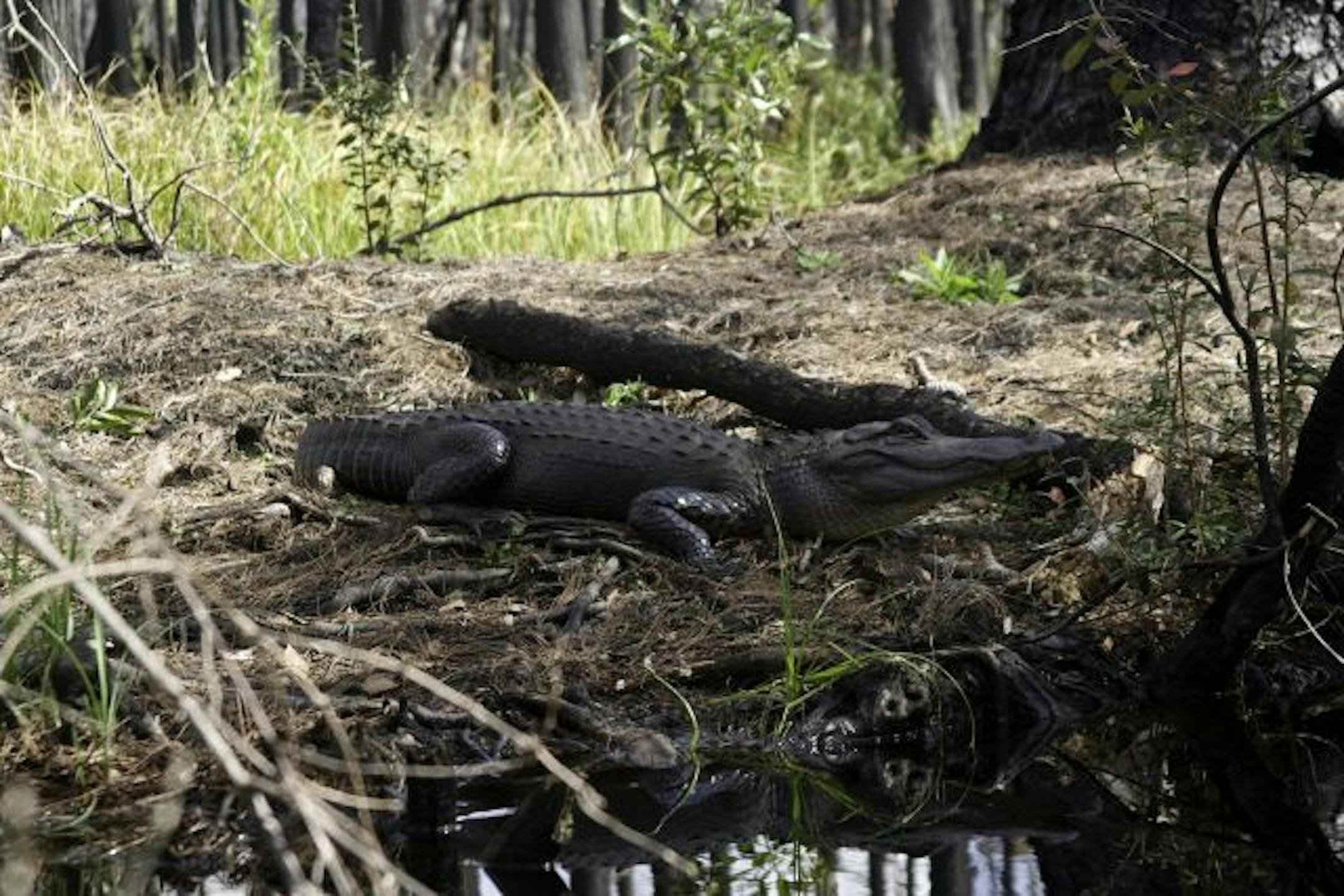 Camping at the Okefenokee National Wildlife Refuge.
