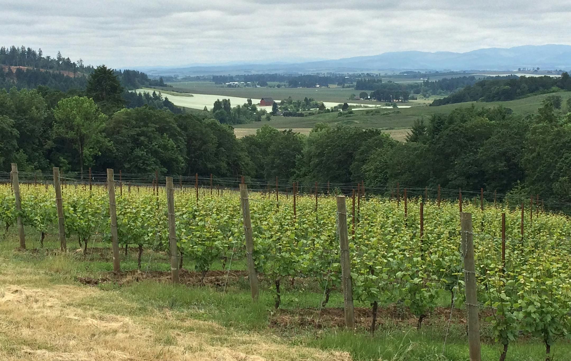 Provided photo Vineyard for iOTA Cellars.