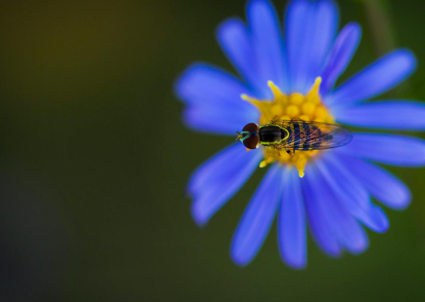 Blue Aster and a bee at Frontenac State Park in Minnesota. This photo was part of the Star Tribune State of Wonders series. Blue Aster and a bee at Frontenac State Park in Minnesota. This photo was part of the Star Tribune State of Wonders series.