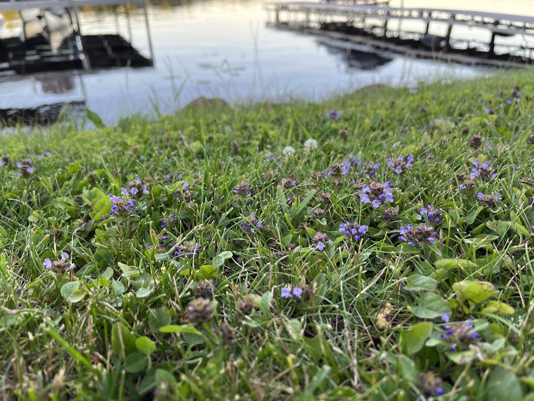 A flawn flowering lawn seed kit can include micro clover, self-heal and creeping thyme. 