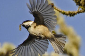 Black-capped chickadee