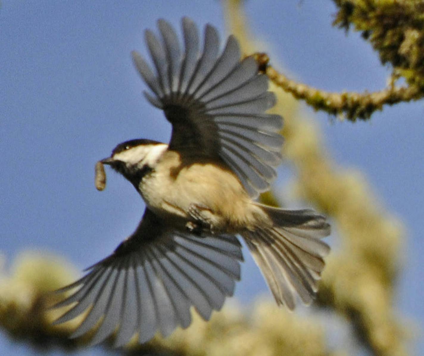 Black-capped chickadee