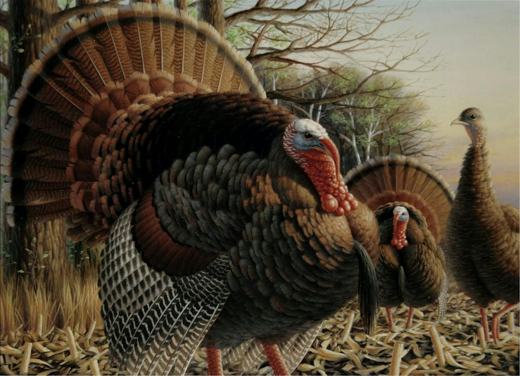 2008 Minnesota wild turkey stamp winning painting, by John House of Melby, Minn.