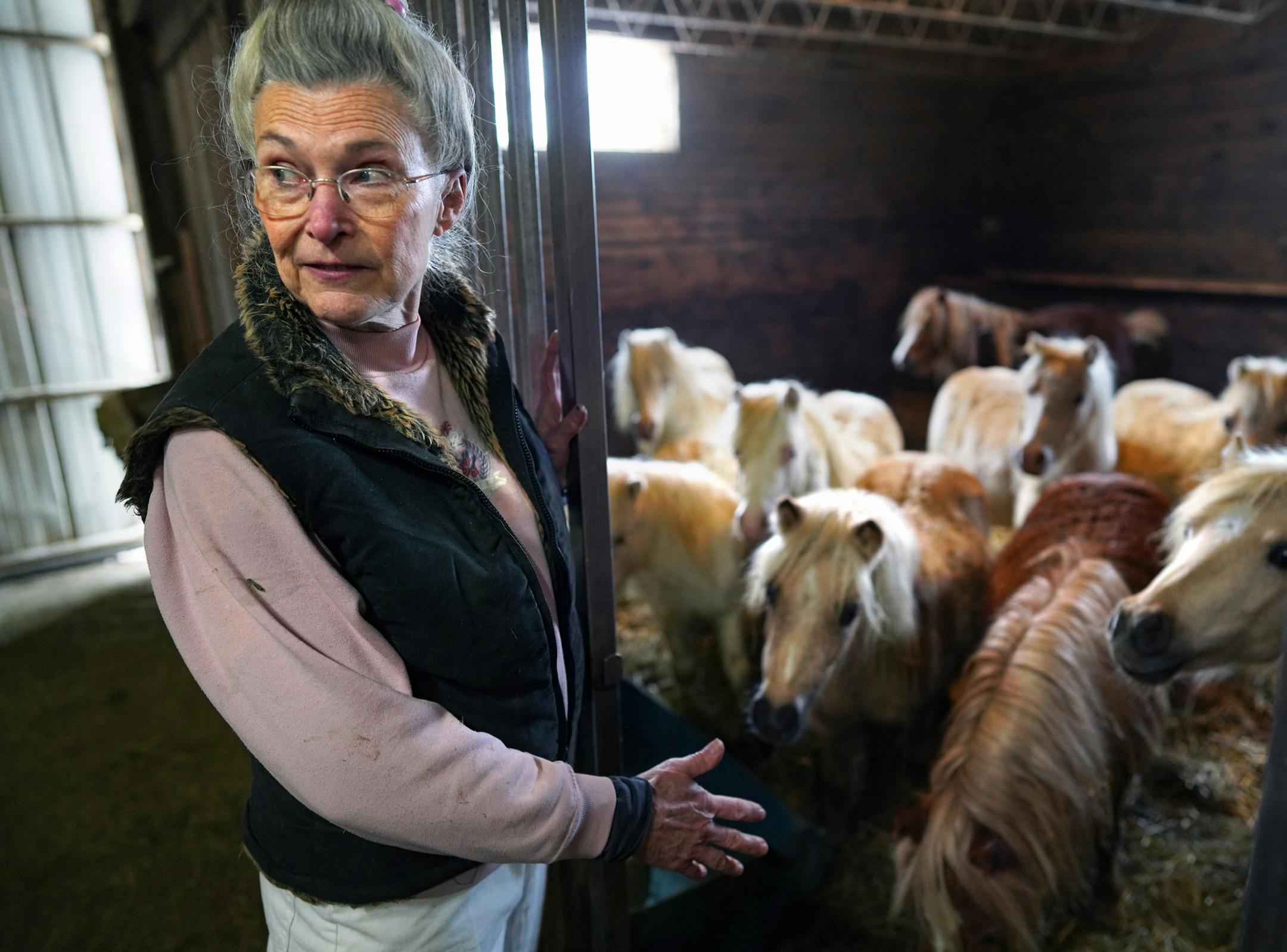 A bitter fight over 72 rescue ponies shows no sign of ending soon. Shirley Kittleson, a Sherburn veterinarian, took in the horses a year and a half ago after the Animal Humane Society seized them from a pony farm. Now she and the society are fighting over who owns them -- and who will pay for their care. ORG XMIT: MIN1912171840078965