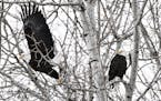 A bald eagle took flight as its mate sat perched on a tree branch in Meadowlands, Minn.
