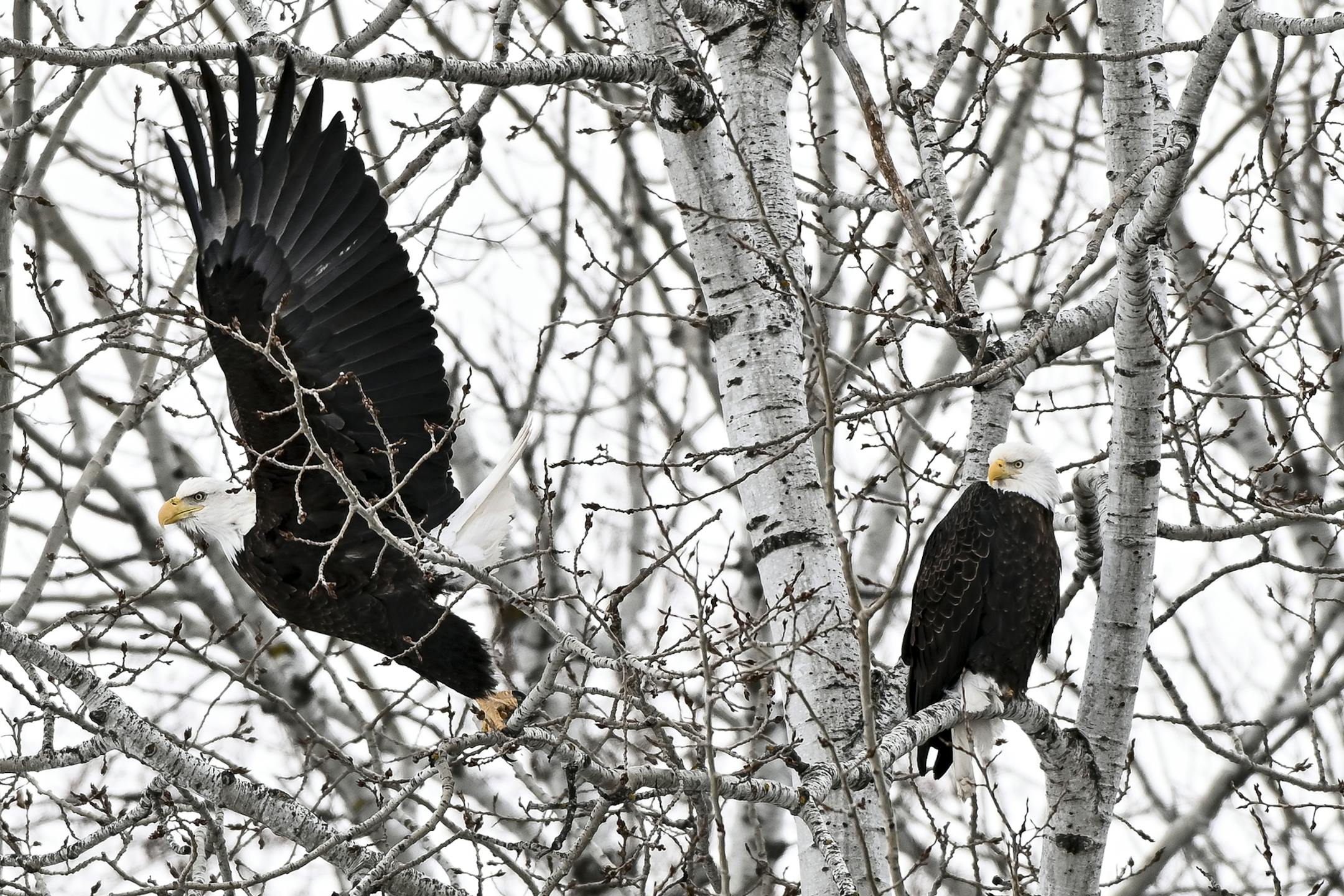 A bald eagle took flight as its mate sat perched on a tree branch in Meadowlands, Minn.