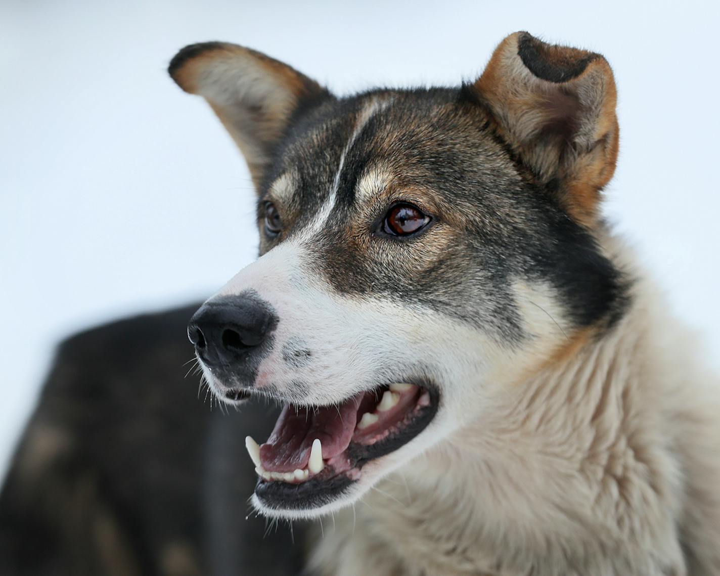 Huey - Colleen Wallin, Silver Creek Sled Dogs, handicaps her gang line and tells us what makes her dogs tick. Advancer for Beargrease Sled Dog Race. ] BRIAN PETERSON ¥ brian.peterson@startribune.com
Two Harbors, MN 12/18/2017