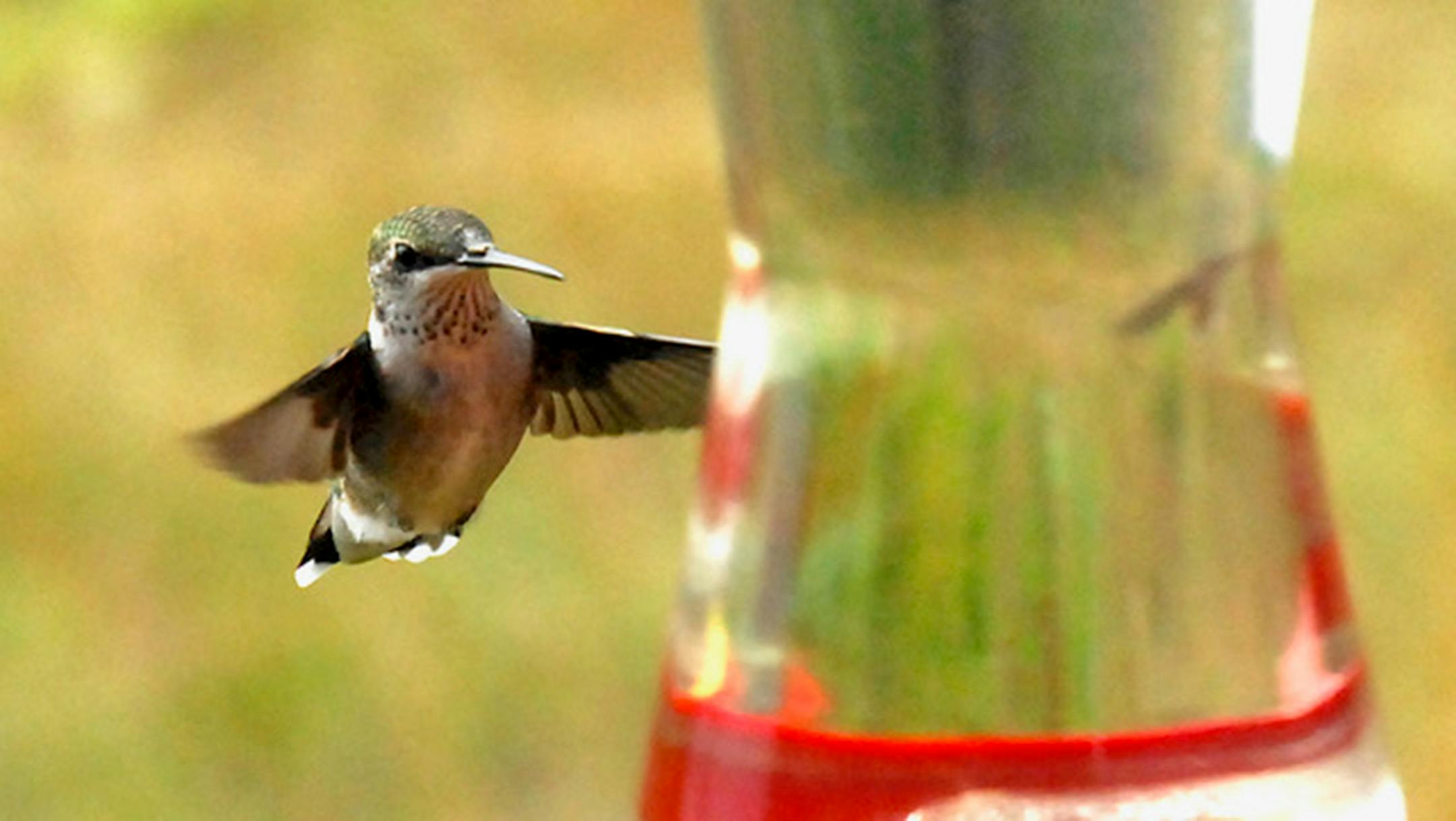 Ruby-throated hummingbird, male. Jim Williams photo