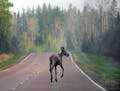 A young moose took advantage of the lack of traffic on the Gunflint Trail.